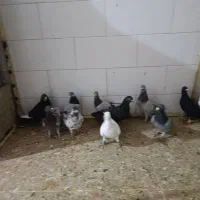 دسته پلاکی بی نظیر|پرنده|مرودشت, کوشک|دیوار