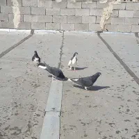 کفتر شهری|پرنده|شیراز, ویلاشهر|دیوار