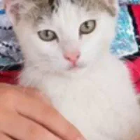 واگذاری گربه
