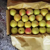 سیب تازه ی میانه