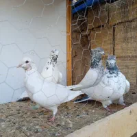 با یاد خدا یه مشت کبوتر رنگی وگرفتنی