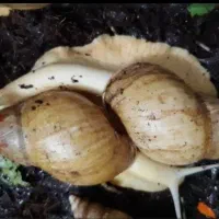 حلزون البینو