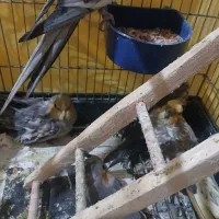 عروس هلندی|پرنده|کوچصفهان, |دیوار