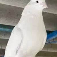 کبوتر سفید کاکلی
