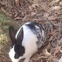 سلام یه خرگوش|موش و خرگوش|صفادشت, |دیوار