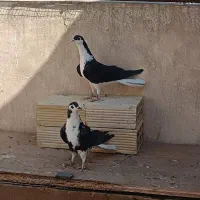 کبوتر دمگیر سیاه پشت دولا و دمدار و بپر