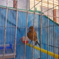 قناری بسیار زیبا