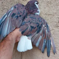 ساده هفت رنگ