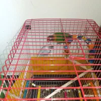 عروس هلندی کوتوله برژیلی|پرنده|ساری, |دیوار