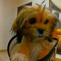 سگ شیتزو کراس (عروسکی)|سگ|مشهد, شهرک امام هادی (شهرک غرب)|دیوار