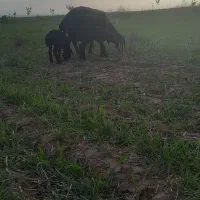 میش  دوقلو  هیکل