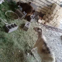بز چاق