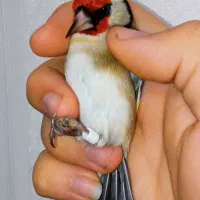 یه سهره نر عطیقه گل قفل|پرنده|تهران, مسعودیه|دیوار