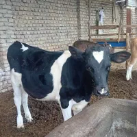 گوساله نرهلشتاین ۶ماهه