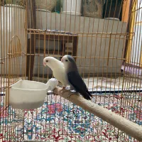 کوتوله برزیلی ( حاجی آباد )