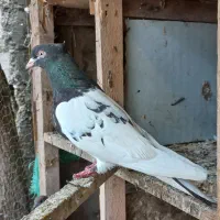 کبوتر|پرنده|کوچصفهان, |دیوار