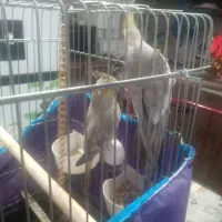 یک جفت عروس هلندی نر و ماده با قفس