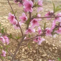 باغشهری
