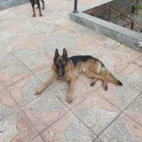 ژرمن شیپرد نر