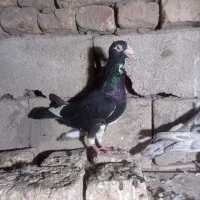 کبوتر دورگه و تکپر|پرنده|نگین شهر, |دیوار
