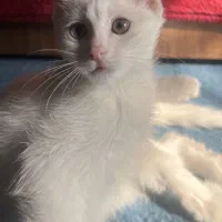 گربه اسکاتیش سفید چشم دو رنگ|گربه|کرمان, |دیوار