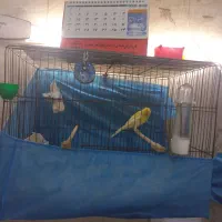 قناری رسمی بلند نر|پرنده|تهران, وحیدیه|دیوار