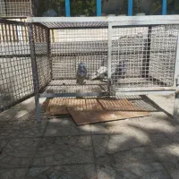 قفس.کبوتر.جفت کن محکم و عمری|پرنده|بروجن, |دیوار