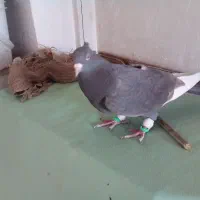 کبوتر سرکی قارا|پرنده|قزوین, |دیوار