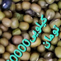 برنج فجر و ماش گرمسیری