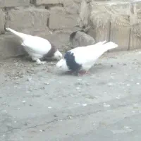 با سلام دیروز یه جفت کفتر گم کردم دوتا سینماش