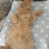 بچه گربه بریتیش|گربه|تبریز, |دیوار