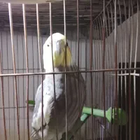 عروس هلندی|پرنده|اقبالیه, |دیوار