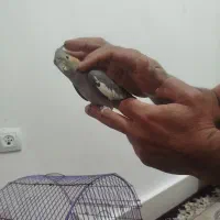 عروس پاریس