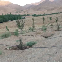 ۱۰۰۰متر باغ کرمجگان نوساز دو کله به خیابان و آب|فروش زمین و ملک کلنگی|قم, پردیسان|دیوار