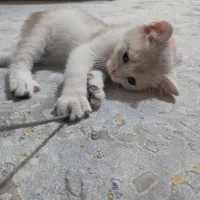 پیشی و لوازمش
