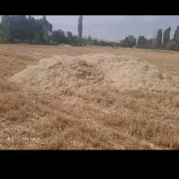 خوراک دام شهبازی