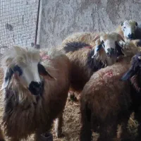 بره چاق صحرایی