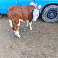 فروش گوساله درجه یک