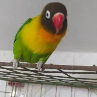 طوطی برزیلی