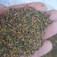فروش بذر شبدر هفت رنگ سه بر