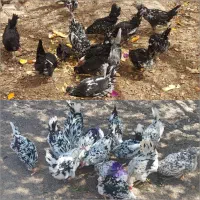 تخم مرغ نطفه دار نژاد گلین