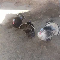 بوقلمون نر