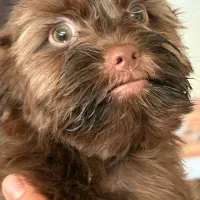 شیتزو پودل|سگ|کرج, گوهردشت|دیوار