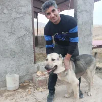 سگ پژدر گم شده|حیوانات|بجنورد, |دیوار