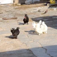 چهارعدمرغ کاکلی تخم گزارجوان