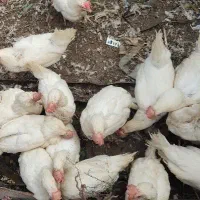 مرغ تخمگذار