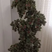 درختچه کاج تزیینی