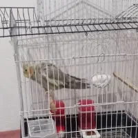 عروس هلندی|پرنده|صفادشت, |دیوار