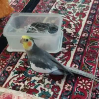 عروس هلندی