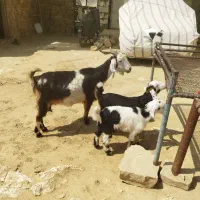 بز  جفت زا